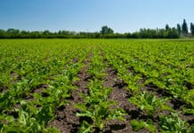 Gewappnet für die Rübensaison