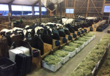 Heu hat messbare Vorteile in der Milchkuhfütterung