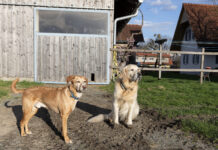 Tipps für Hofhundehaltung