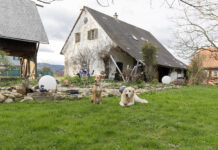 Hofhunde: Die Wächter und Helfer der Lande