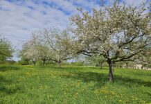 Von der Blüte ins Glas: Renaissance von Streuobst