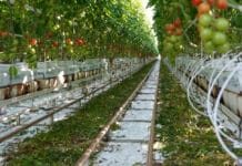 Ein Wiener Tomatengärtner als Pionier für Carbon-Capture