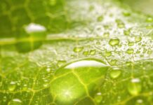 Halbe Aufwandmenge, gleiche Wirkung