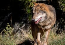 Wölfe: EU-Parlamentarier auf Sondierungsreise