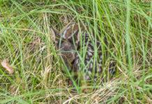Wildtiere vor dem Mähtod retten