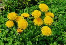 Neue Broschüre zu Zeigerpflanzen im Wald