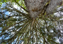 Praxistipps: Erklärvideos für klimafitte Wälder