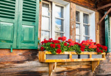 Pelargonien: Eine robuste Blütenpracht