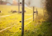 MKS: Weidevorgabe in der Überwachungs- und Sperrzone ausgesetzt