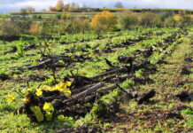 Absatzkrise im Weinbau: Das plant Brüssel
