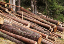 Weltweit größter Datensatz zur Baumstammerkennung