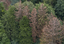 Mit Künstlicher Intelligenz den Borkenkäfer aufspüren