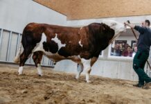 Erstes Sexing-Labor Österreichs eröffnet