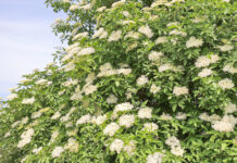 Vom Apfel- zum Holunderanbau: Diese Steirer haben es geschafft