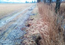 Biber in Tirol: Zwischen Artenschutz und wirtschaftlichem Schaden