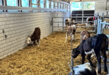 Qualitätsfleischproduktion: Förderinitiative für Tiroler Kälbermast