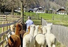 Die Alpakas am Wolfgangsee
