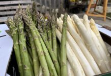 Kühler aber pünktlicher Start in die Spargel-Saison