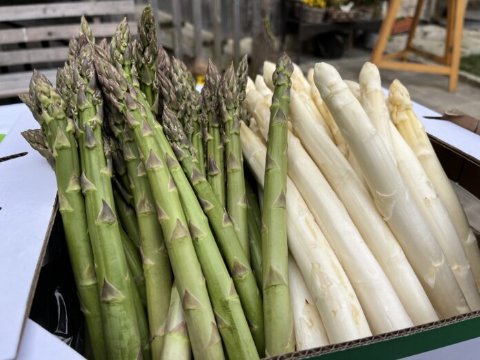 Spargel