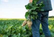 Rübenbauern argumentieren gegen den Freihandel