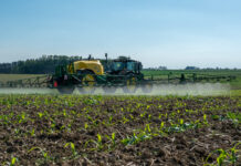 Welche Pflanzenschutz-Strategien in Mais heuer Erfolg versprechen