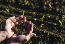 Jetzt geht’s richtig los! Die richtige Düngerwahl zur Zeit des Wachstums.
