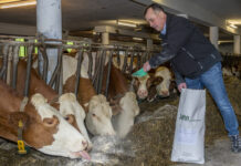 Neue Erkenntnisse zur Mineralfutterversorgung bei Milchvieh