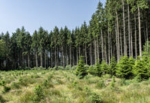21 Hektar neuer Lebensraum: Jagd fördert klimafitte Wälder