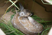 Rehkitze: Jetzt gilt wieder besondere Vorsicht bei der Mahd