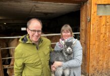 Viele gaben ihren Senf dazu und wählten die ÖVP