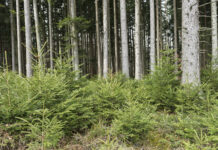 Praxisnahe Lösungen bei Wolf und Entwaldungsverordnung gefordert