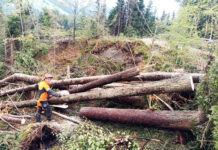 Nach dem Sturm: Neue Wurzeln schlagen