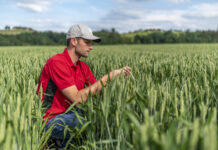 Getreidebau: BBCH-Stadien bestimmen leicht gemacht