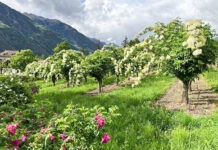 Steirische Bauern wagten den Schritt vom Apfel zum Holler