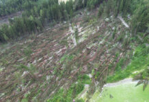 Nach dem Sturm: Neue Wurzeln schlagen