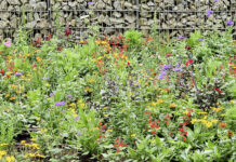 Blühende Vielfalt für Bienen und Gartenfreunde