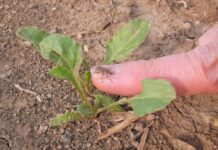 Wieder 1.000 Hektar Rüben verloren