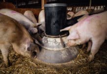 DIMA für zukunftsorientierte Schweinefütterung