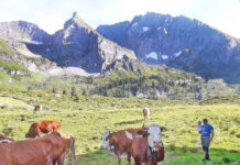 Endlich wieder auf die Alm