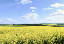 Ausweg aus der Krise: Raps braucht innovative Lösungen