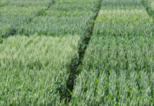 Saatgut Austria: Züchter vermissen Impulse