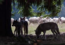 Wolf: Anpassung der Entschädigungsrichtlinie