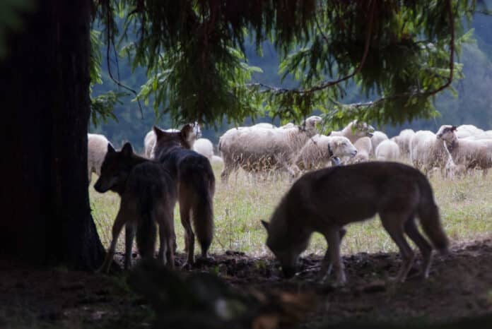 Wolf Pack Hunting Sheep