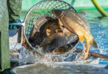 Waldviertler Karpfenteiche sind Weltkulturerbe