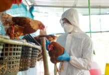 Zoonosen: Eine wachsende Gefahr für Tier und Mensch?