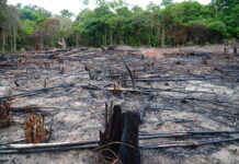 EUDR: Risikoeinstufung wirft Fragen auf