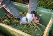 Rehkitzrettung: Gemeinsam gegen den Mähtod