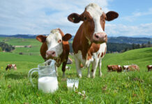 Weltmilchtag: Heimische Milch ist Spitzenreiter