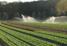 Gemüse: Gekauft wird frisch und auch vorbereitet