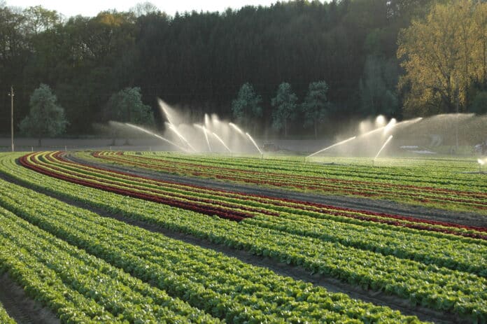 Bewässerung Salat1 LK OÖ
